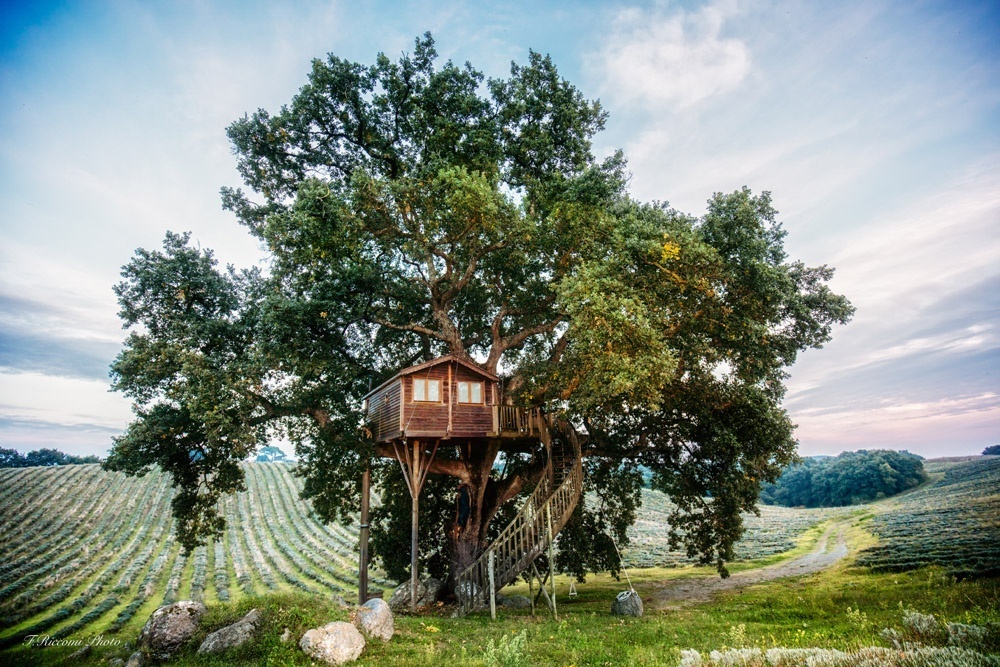 casa sull'albero tra la lavanda